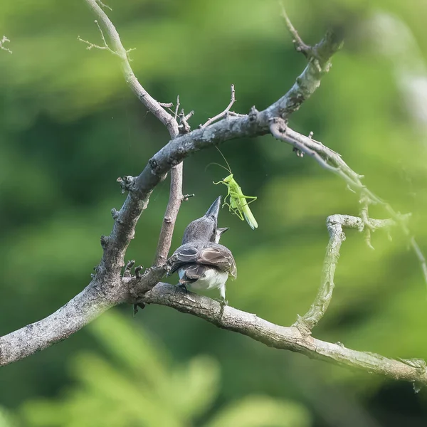 Grey Kingbird Bird Eating Grasshopper Branch Guadeloupe — Stock Photo, Image