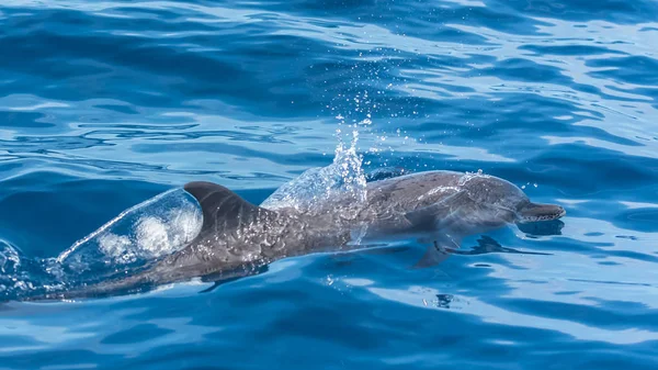 Delfín Manchado Tropical Delfín Saltando Mar Azul — Foto de Stock