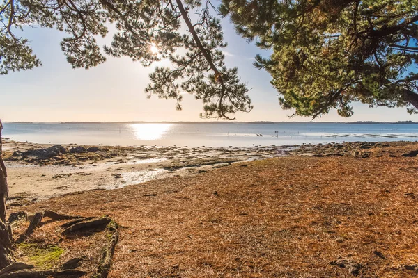 Morbihan Golf Der Bretagne Kiefernwald Gegenlicht Winter Sonniger Tag — Stockfoto