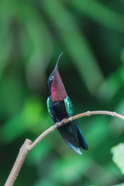 Purple Throated Carib Eulampis Jugularis Beautiful Hummingbird Perched Branch — Stock Photo, Image