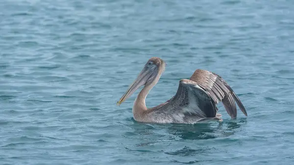 青い海の水の つのペリカン鳥 — ストック写真