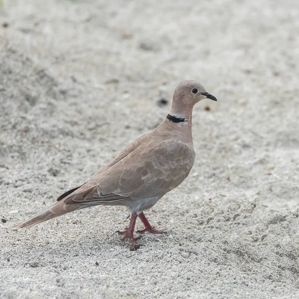 Eurasische Halstaube Vogel Der Auf Dem Sand Geht — Stockfoto