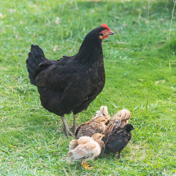 Poule Poulet Mère Bébés Sur Herbe Verte — Photo