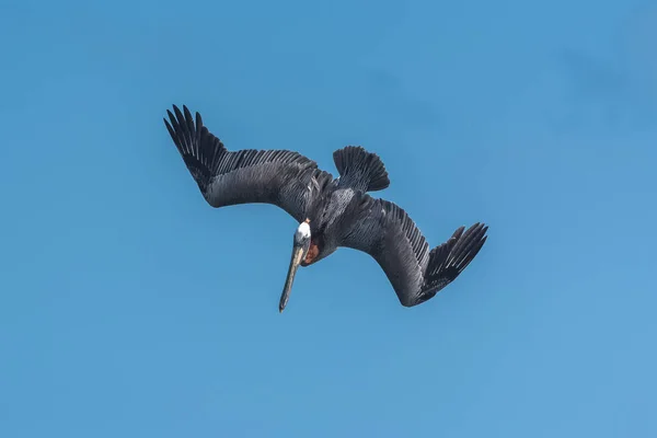 青く澄んだ日の空に飛んでいる黒ペリカン鳥 — ストック写真