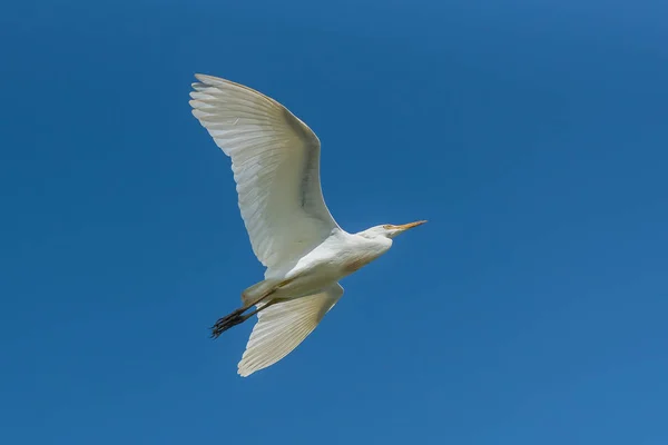 西部牛白鹭 布布库斯宜必思 美丽的白鸟在蓝天飞行 复制空间 — 图库照片