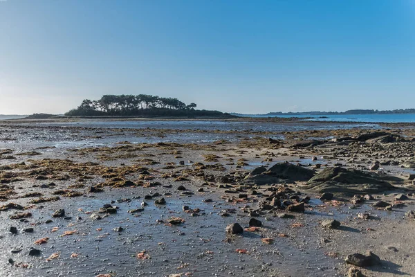 Golfo Morbihan Bretagna Panorama Della Spiaggia Bassa Marea Inverno Giornata — Foto Stock