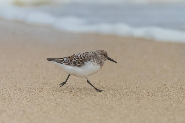 Calidris Alba Selling Pirate Eating Beak Pushed Sand — стоковое фото