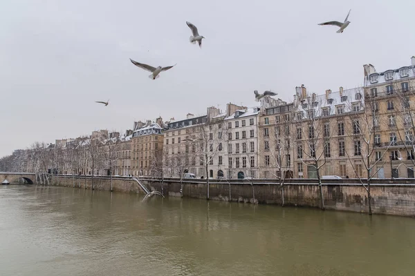 Paris Kışın Seine Uçan Martı Ile Iskele Üzerinde Güzel Binalar — Stok fotoğraf