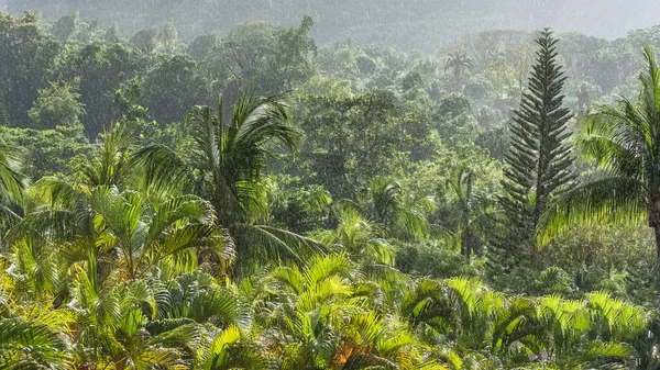 Тропическая Растительность Дождем Панорама Острова Гваделупа — стоковое фото