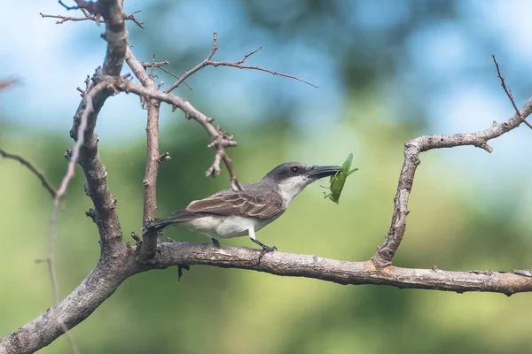 灰色的金鸟 鸟吃蝗虫在树枝上 在瓜德罗普岛 — 图库照片