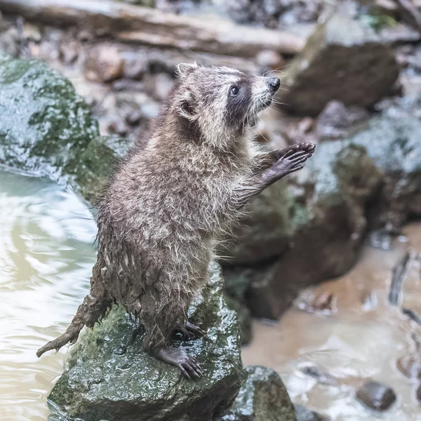 common raccoon, funny animal climbing in the river