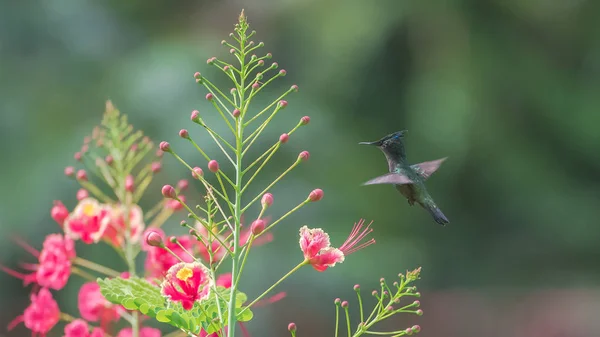 Pequeño Colibrí Sparring Flores Flor Azul Chinned Colibrí Zafiro — Foto de Stock