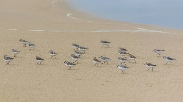 Calidris Alba Sanderling Manger Des Oiseaux Bec Poussé Dans Sable — Photo