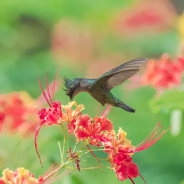 Antilhas Crested Hummingbird Beija Flor Sparring Flores Flor — Fotografia de Stock