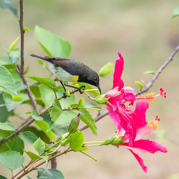 Newton\'s sunbird, male, beautiful bird in Sao Tome and Principe, eating the nectar of an hibiscus flower