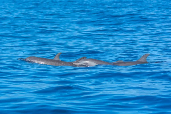 汎熱帯イルカ 青い海で泳ぐイルカを発見 — ストック写真