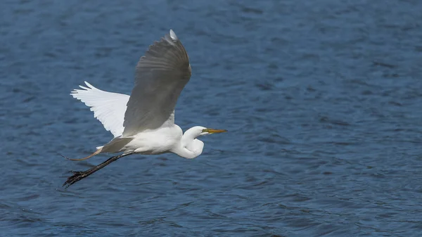 Czapla Biała Ardea Alba Biały Ptak Latający Nad Powierzchnią Wody — Zdjęcie stockowe