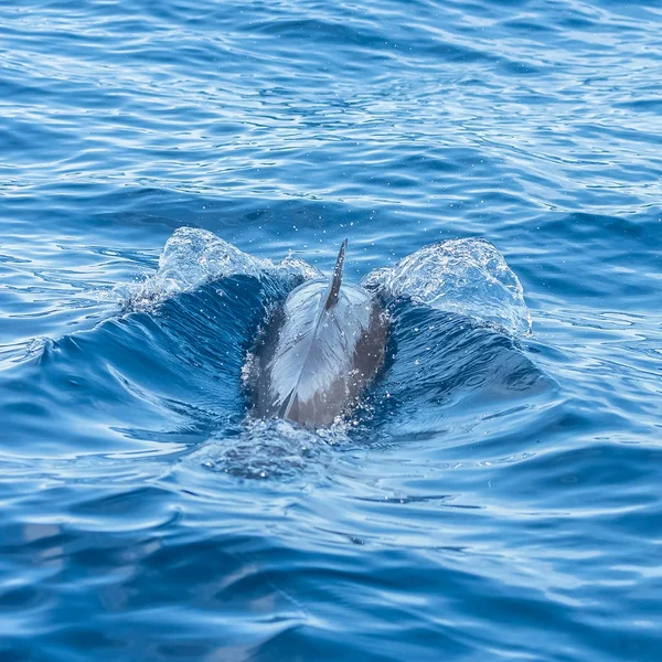 Pan Τροπικά Στίγματα Δελφίνι Άλμα Στο Μπλε Της Θάλασσας Δελφίνι — Φωτογραφία Αρχείου