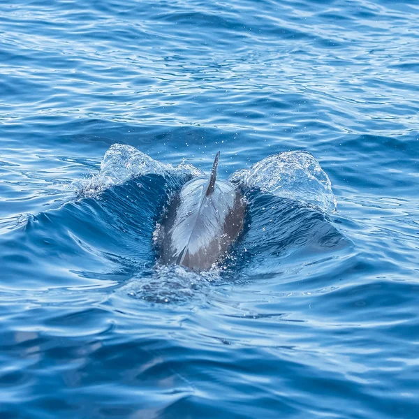 Pan Tropical Spotted Dolphin Dolphin Jumping Blue Sea — Stock Photo, Image