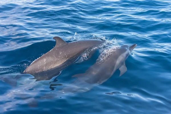 Pan Tropische Gevlekte Dolfijn Dolfijnen Zwemmen Blauwe Zee — Stockfoto