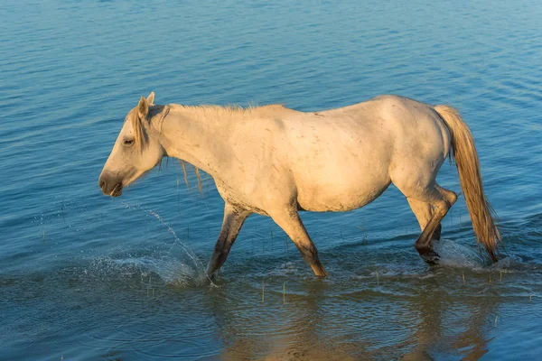 Piękne Białe Konie Źrebaki Chodzenie Wodzie Wieczorem Światło — Zdjęcie stockowe
