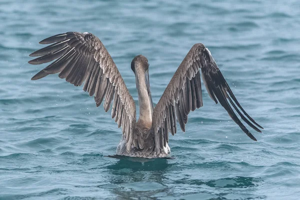 Pélican Oiseau Atterrissage Sur Surface Eau — Photo
