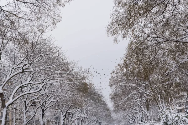 Paris Sob Neve Belas Fachadas Construção Inverno — Fotografia de Stock