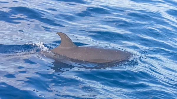 Пан Тропічний Плямистий Дельфін Дельфін Плаває Блакитному Морі — стокове фото
