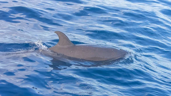 汎熱帯イルカ 青い海で泳ぐイルカを発見 — ストック写真