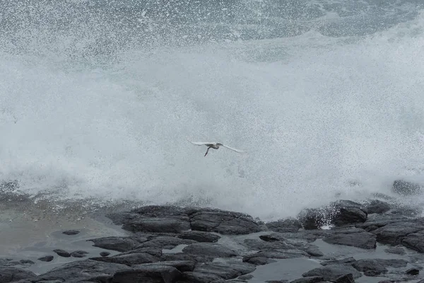 Kleine Zilverreiger Vliegen Achter Grote Golven Sao Tome Hellmouth Boca — Stockfoto