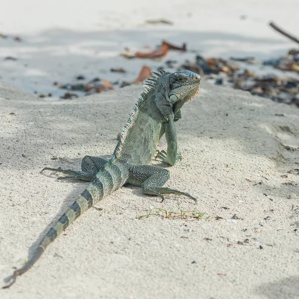 トカゲ プレデター地面に座って つのイグアナ — ストック写真