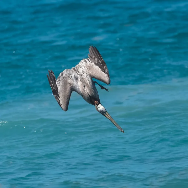 Voler Pélican Dessus Eau Mer Bleue — Photo