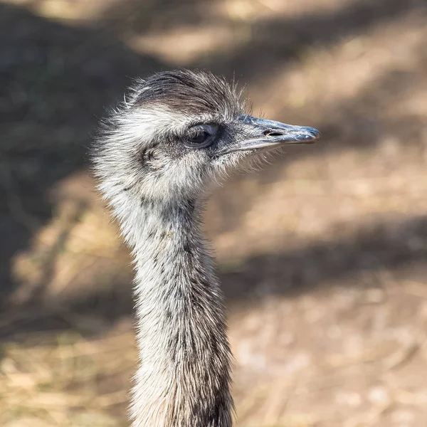 Ostrich Rhea Americana Funny Bird Head — Stock Photo, Image