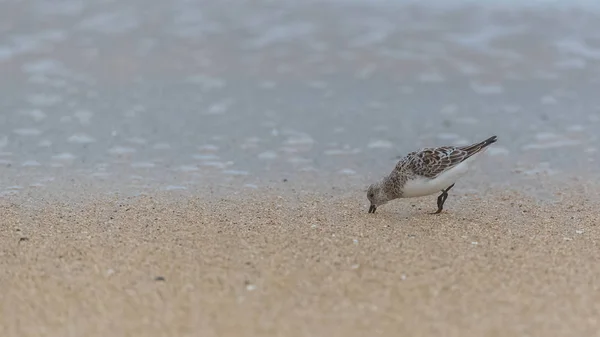 Calidris Alba Sanderling Kuş Yemi Gagası Kuma Yapışmış — Stok fotoğraf
