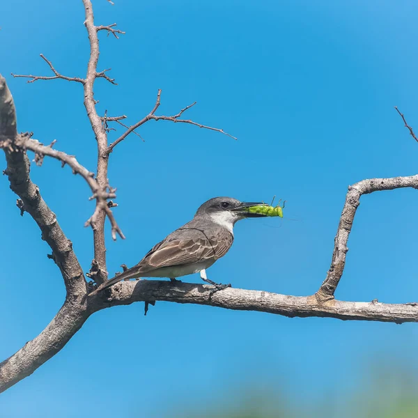 Grey Kingbird Pássaro Comendo Gafanhoto Ramo Guadalupe — Fotografia de Stock