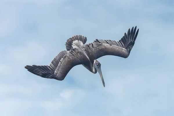 空に飛ぶペリカン鳥 — ストック写真