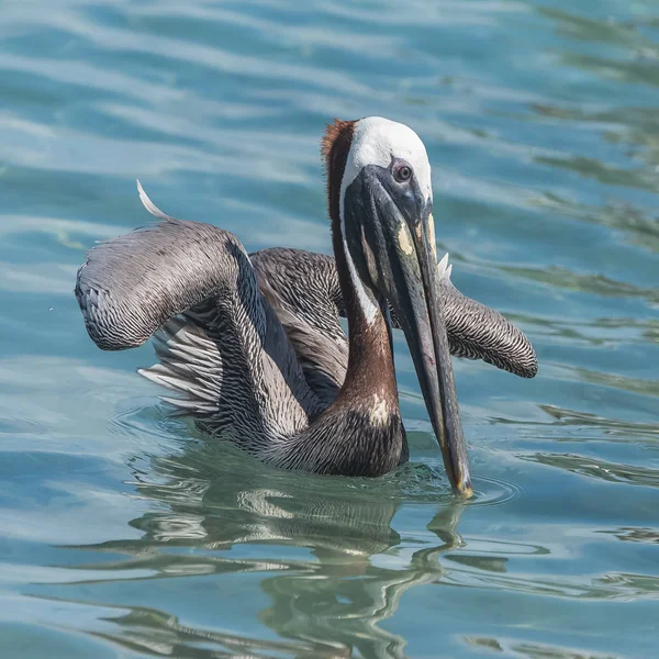 青い水の中のペリカン鳥 — ストック写真
