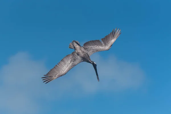 Flygande Pelican Fågel Blå Himmel — Stockfoto