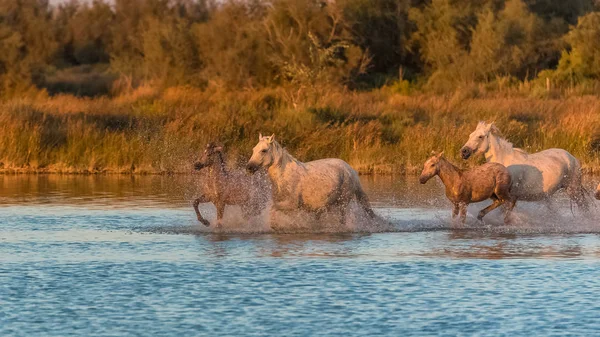 Hermosos Caballos Blancos Potros Caminando Agua Luz Noche —  Fotos de Stock