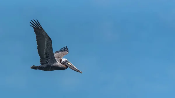 Voando Pássaro Pelicano Preto Céu Claro Dia Azul — Fotografia de Stock