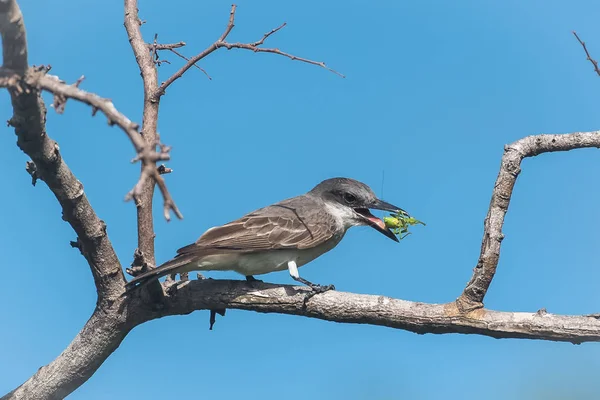 Grey Kingbird, bird eating a grasshopper on a branch, in Guadeloupe