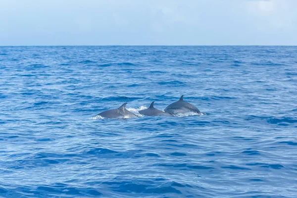 Dauphin Tacheté Pan Tropical Dauphin Sautant Dans Mer Bleue — Photo