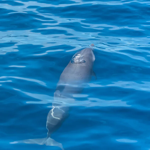 Golfinho Manchado Tropical Pan Golfinho Saltando Mar Azul — Fotografia de Stock