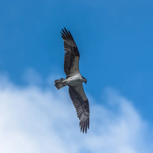 Westerse Visarend Vliegen Blauwe Hemel Proberen Een Vis Vangen — Stockfoto