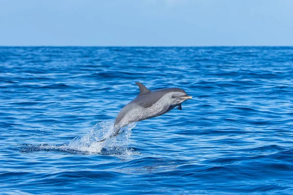 Golfinho Manchado Tropical Pan Golfinho Saltando Mar Azul — Fotografia de Stock