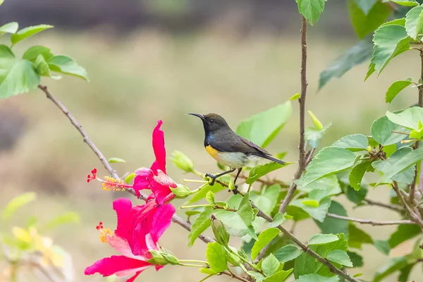 Newton\'s sunbird, male, beautiful bird in Sao Tome and Principe, eating the nectar of an hibiscus flower