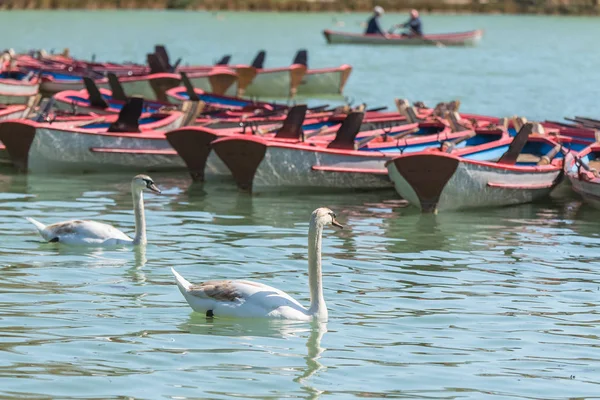 Paris Lago Bois Vincennes Com Barcos Linha Cisnes — Fotografia de Stock