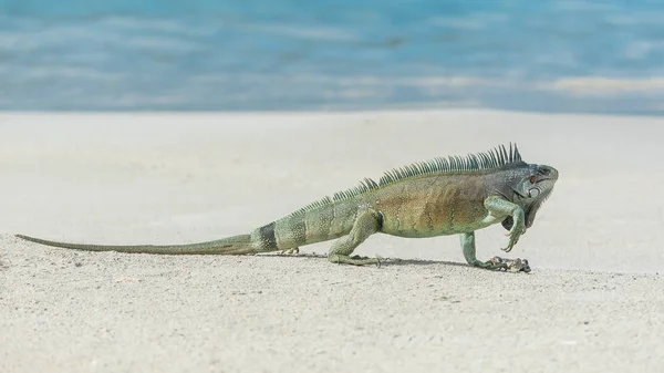 Iguana Lagarto Predador Praia Areia Iguana Verde — Fotografia de Stock