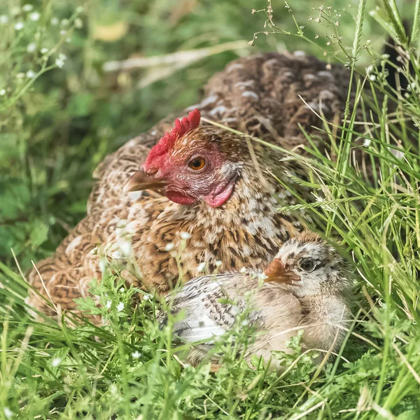 Slepice Mládě Matka Dítě Ležící Trávě — Stock fotografie