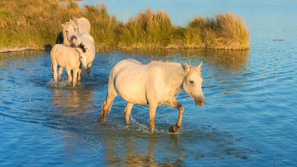 Belos Cavalos Brancos Potros Andando Água Luz Noite — Fotografia de Stock